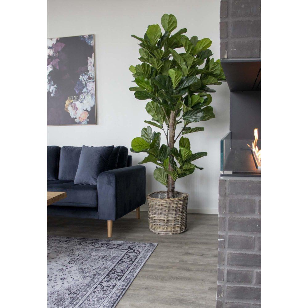 Violinfigen Kunstig plante - 190 cm - Hofstra & Wagner