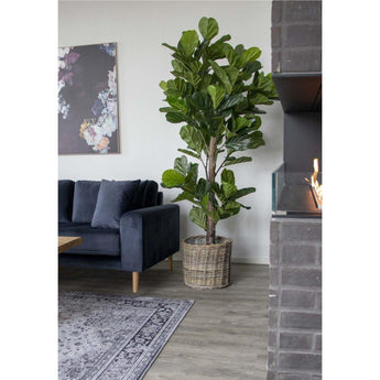 Violinfigen Kunstig plante - 190 cm - Hofstra & Wagner